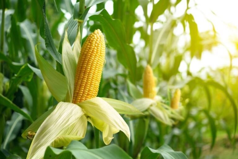 corn 2