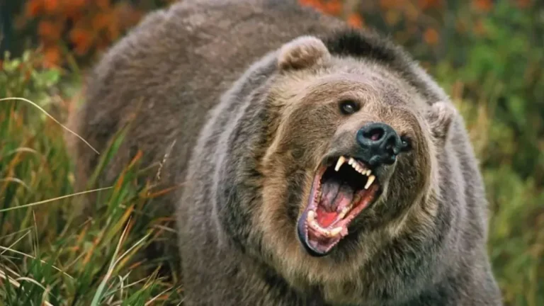 bear-1764746300644